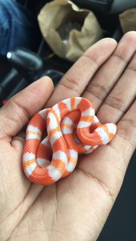 Albino Hypo Honduran milk snake Just a teeny little baby! Honduran Milk Snake, Milk Snake, Baby Snakes, Cool Snakes, Pretty Snakes, Corn Snake, Cute Reptiles, Reptile Snakes, Cute Snake