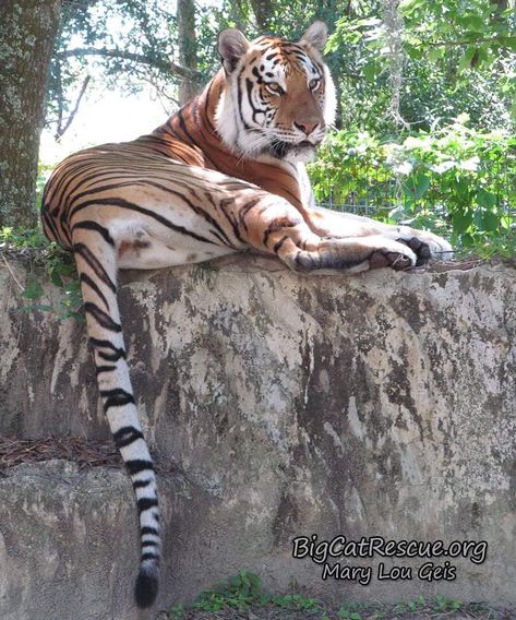 Good morning Big Cat Rescue Friends! ☀️ Dutchess Tigress is showing us that today is also Tiger Tail Tuesday! 🐯 Isn’t she beautiful?! 🐾 Have a terrific day everyone! 🌺 Tiger Tails, Tiger Tail, Big Cat Rescue, Bear Paintings, Domestic Cat, Big Cat, The Tiger, Cat Rescue, Squirrels