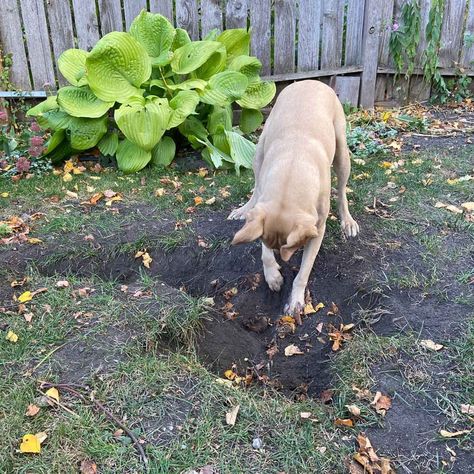 Filling Yard Holes Dug by Pets | Family Handyman Yard Landscaping With Dogs, Fill In Holes In Yard, Fill Holes In Yard, Diy Dog Digging Pit, Stop Dog Digging Holes Yards, Stop Dog From Digging Holes In Yard, Dog Yard Ideas, Dog Yard Landscaping, Moving Prep