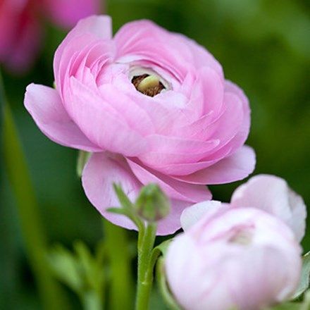 Ranunculus asiaticus Aviv Rose Rose Like Flowers, Ranunculus Asiaticus, Persian Buttercup, Hgtv Garden, Ranunculus Flowers, Garden Bulbs, Spring Bulbs, Garden Pictures, Garden Care