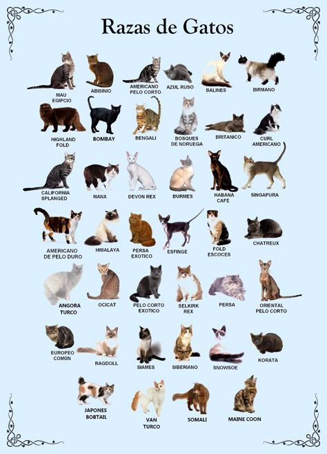 Singapura Cat, Toyger Cat, Different Types Of Cats, Chartreux Cat, Balinese Cat, Tonkinese Cat, Ocicat, Types Of Cats, Animal Antics