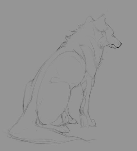 Wolf Sitting, Wolf Drawings, Wolf Poses, Anime Wolf Drawing, Jin Jang, Wolf Sketch, Canine Drawing, Canine Art, Wolf Drawing