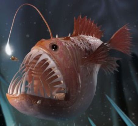 Humpback Anglerfish, Angler Fish Tattoo, Deep Sea Creatures, Angler Fish, Deep Sea Fishing, Creature Feature, Sea Monsters, Finding Nemo, Ocean Creatures