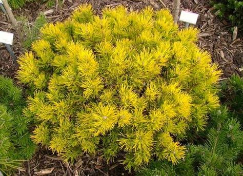 This dwarf variety isn't dissuaded by the low temps of winter. Instead, it turns from green to gold, and only gets bolder as it gets colder. Mugo Pine, Pinus Mugo, Low Maintenance Backyard, Evergreen Landscape, Cheap Landscaping Ideas, Winter Gold, Front Gardens, Rock Garden Design, Winter Plants