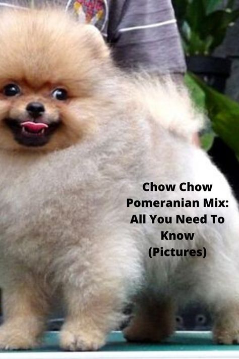 Pomeranian Chow Chow, Mini Chow Chow, Miniature Chow Chow, Pomeranian Mix Puppies, Miniature Husky, Chow Chow Mix, Pomeranian Husky, Pomeranian Mix, Chow Chow Puppy