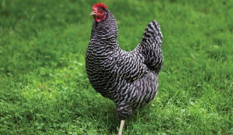 Tips For Raising Chickens The Natural Way - Hobby Farms Barred Plymouth Rock, Barred Rock Chickens, Heritage Chicken Breeds, Plymouth Rock Chicken, Heritage Chickens, Best Egg Laying Chickens, Day Old Chicks, Egg Laying Chickens, Plymouth Rock