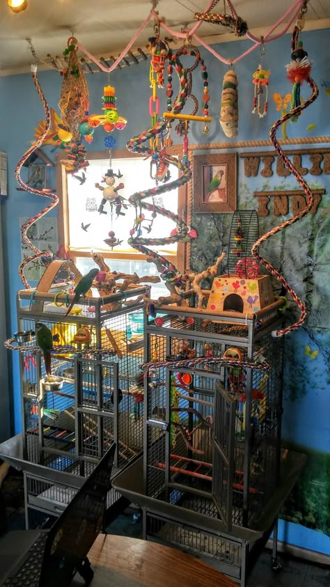 Bird Room Ideas, Parrot Room, Homemade Bird Toys, Rattus Rattus, Bird Room, Love Birds Pet, Diy Bird Cage, Cockatiel Cage, Bird Ideas