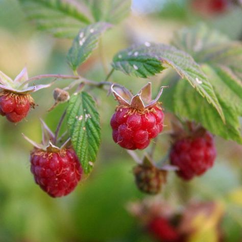 How to Identify Wild Raspberry Plants Creeping Raspberry, Wild Raspberries, Growing Raspberries, Raspberry Plants, Red Garden, Growing Strawberries, Master Gardener, Forest Garden, Growing Fruit