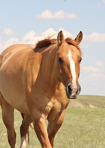 Playsational. Quarter Horse. Palomino Quarter Horse Mare, Quarter Horse Photography, Quarter Horses, American Quarter Horse, Job Tweets, All About Horses, Horse World, All The Pretty Horses, Horse Crazy