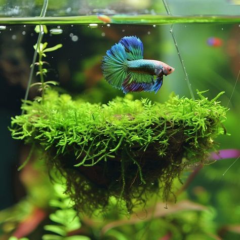 25 Creative DIY Betta Cave Ideas for Your betta fish Aquarium – Acuario Pets Betta Fish Tank Ideas Plants, Simple Betta Tank, Planted Betta Tank Ideas, Planted Betta Aquarium, Fish Terrarium Ideas, Diy Betta Fish Toys, Creative Fish Tank Ideas, Aquarium Diy Decorations, Diy Beta Fish Tank Ideas