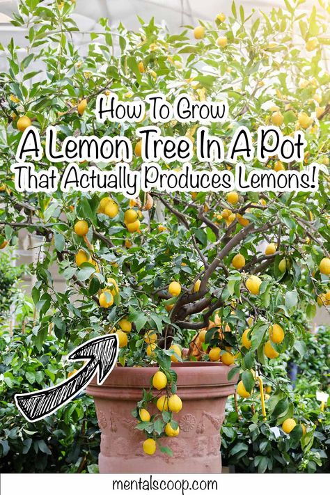 How To Grow A Lemon Tree In A Pot That Actually Produces Lemons! Improved Meyer Lemon Tree, Growing A Lemon Tree Indoors, How To Care For Lemon Tree In Pot, How To Care For A Lemon Tree, Lemon Tree Growing, Lemon Tree In Front Yard, How To Grow A Lemon Tree Indoors, Indoor Lemon Tree Houseplant, Lemon Tree In Wine Barrel