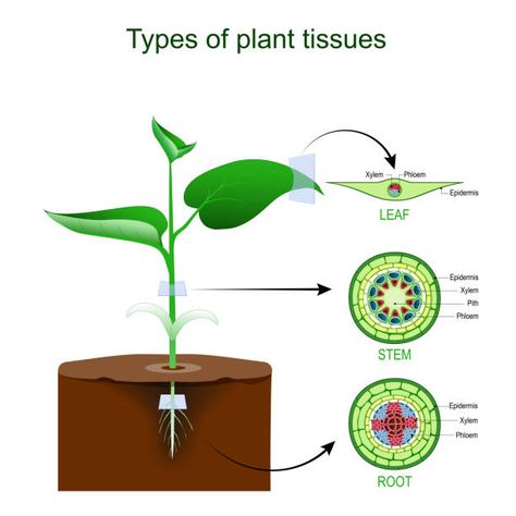 Meristematic Tissue, Tissues Anatomy, Leaf Vector, Grow Taller, Plant Tissue, Plant Vector, Leaf Images, Leaves Vector, Drip Irrigation