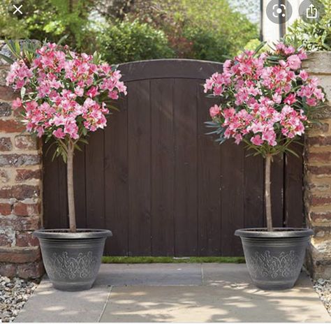 Oleander Tree, Pink Oleander, Oleander Plants, Tall Potted Plants, Big Pots, Plants Uk, Potted Flowers, Sweet Fragrance, Patio Plants