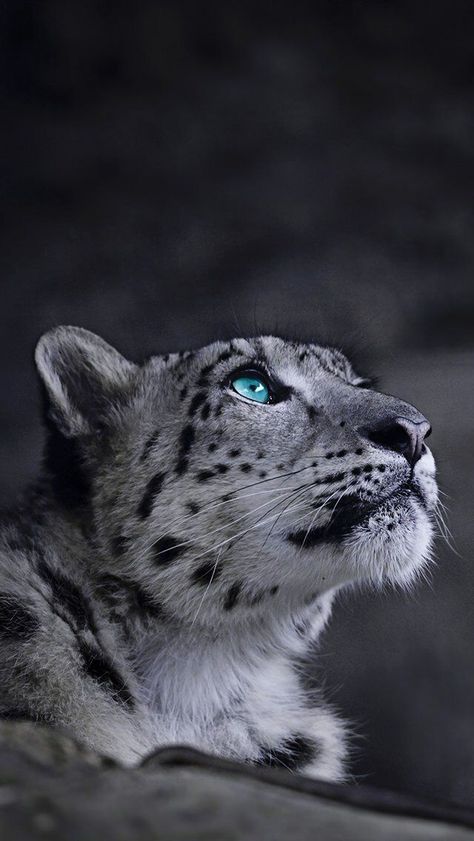 Animals Wallpaper Iphone, Cute Cat Icon, Snow Leopard Wallpaper, Dangerous Cat, Wild Animals Photography, Leopard Art, Exotic Cats, Cat Icon, Majestic Animals