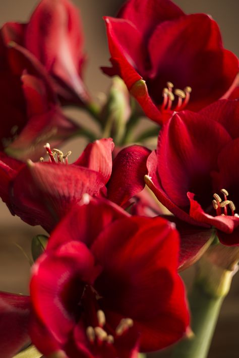 Red Amaryllis, Tulips, Flower Arrangements, Red, Floral, Flowers