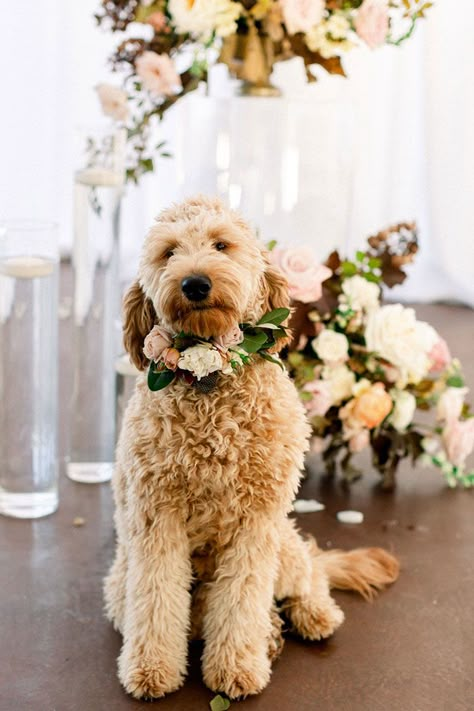 Cute Goldendoodle Dog Ring Bearer with a Flower Collar Ring Bearer Dog Ideas, Golden Doodle Wedding, Dog Ring Bearer Ideas, Ring Dog Wedding, Goldendoodle Wedding, Puppy Ring Bearer, Dog As Ring Bearer, Wedding Dog Ring Bearer, Flower Dog Wedding