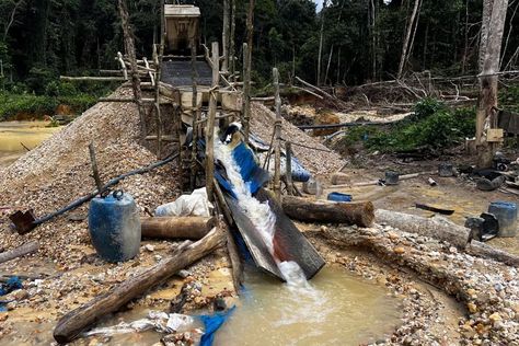 Hunger for gold means the Amazon has reached 'tipping point' of mercury contamination from illegal mining | CBC News Yanomami Tribe, Illegal Mining, Liquid Mercury, Being Dumped, Mcgill University, Amazon River, Environmental Concerns, Indigenous Community, Big Business