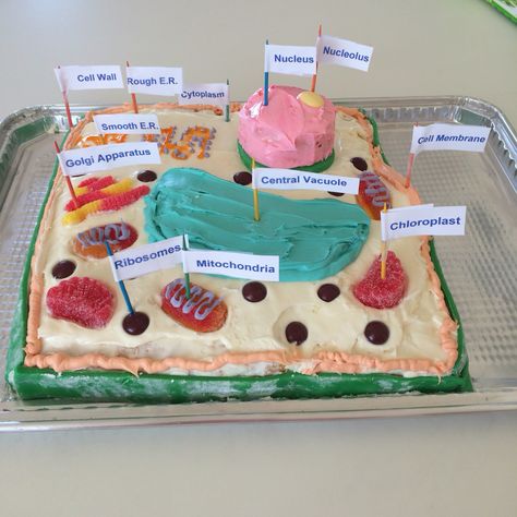 Plant Cell Cake Model🍰🌿 Plant Cell Project Ideas, Edible Plant Cell Project, Plant Cell Cake Model, Cell Project Ideas, Edible Plant Cell, Plant Cells Project Ideas, Plant Cell Cake, 3d Plant Cell, Edible Cell Project