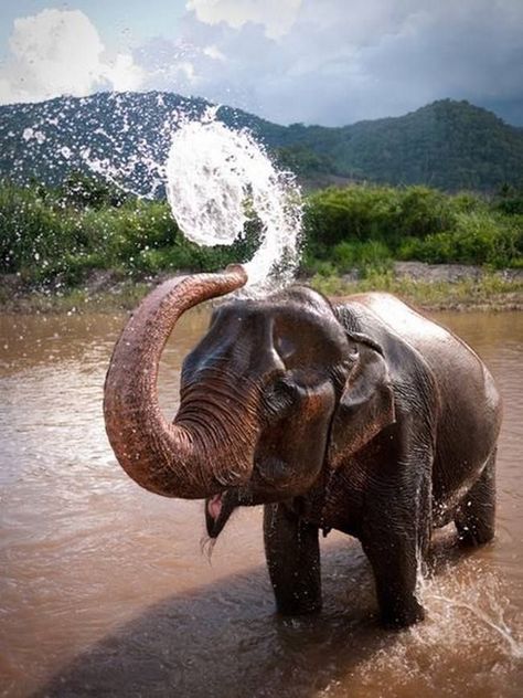 Natural Fibonacci Spiral From an Elephant's Spout Elephant Nature Park, Regnul Animal, Elephants Never Forget, Elephant Sanctuary, Elephant Love, An Elephant, Animal Planet, Chiang Mai, Hanoi