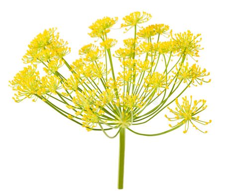 Fennel Flower, Fennel Oil, Fennel Essential Oil, Essential Oils Collection, Sea Can, Flower Vector, Piercing Ideas, Aromatic Herbs, Fennel Seeds