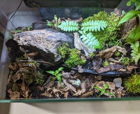 Millipede Enclosure, Bioactive Vivarium, Diy Reptile, Snail Tank, Spider House, Snake Tank, Reptile Room, Pet Enclosure, Reptile Terrarium