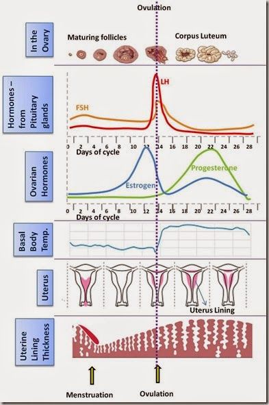 Introduction:  Hormones are chemical messengers in our body that help in normal physiology of our brain, heart, bones, muscles and reprodu... Future Lpn, Ultrasound Student, Nursing Style, Nclex Study Plan, Female Hormone Imbalance, Pa Life, Midwifery Student, Diagnostic Medical Sonography, Mcat Study