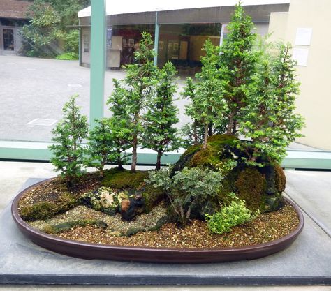 Miniature Garden Forest Miniature Gardens Design Ideas, Bonsai For Beginners, Miniature Garden Design, Bonsai Collection, Bougainvillea Bonsai, Spruce Forest, Tiny Trees, Garden Forest, Bonsai Forest