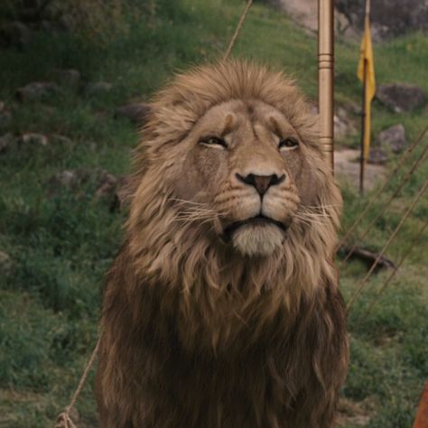 Lion Icon Aesthetic, Narnia Aslan, Narnia Lion, Narnia Aesthetic, Cair Paravel, Narnia Movies, Narnia 3, Light Movie, The Chronicles Of Narnia