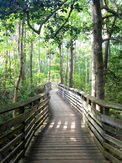 First Landing State Park  Virginia Beach, VA Virginia Beach Aesthetic, Collage Scenery, Forest Shoot, Relationship Board, Canada Cruise, Virginia Photography, Va Beach, Bloom Where Youre Planted, Virginia Travel