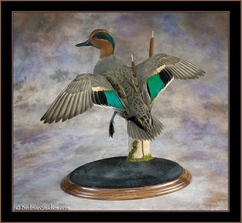 Green Winged Teal Green Wing Teal, Taxidermy Duck, Pheasant Mounts, Duck Taxidermy, Duck Mounts, Tiger In Water, Waterfowl Taxidermy, Duck Mount, Waterfowl Art