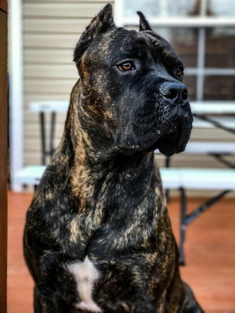 Cane Corso King Corso Dog, Brindle Cane Corso, Italian Mastiff Puppies, Chien Cane Corso, Kane Korso, Cane Corso Dog Breed, Cane Corso Italian Mastiff, Cane Corso Mastiff, Cane Corsos