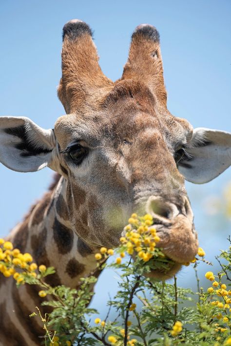 Giraffe Eating, The Bush, City Girl, Flower Child, Art Tips, Yellow Flowers, Wonder, Embroidery, Yellow