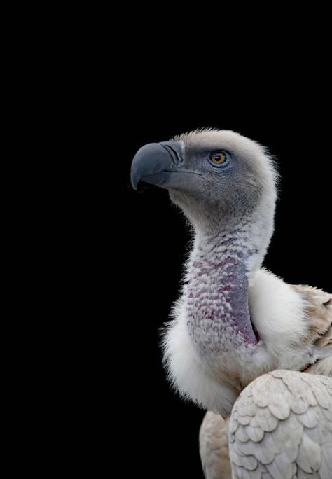 Cape griffon Vulture Cape Vulture, Griffon Vulture, African Skies, Bullet Art, Animal Conservation, Talcum Powder, The Wing, Photography Contests, All Birds