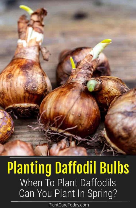 Planting Daffodils, When To Plant Bulbs, Planting Daffodil Bulbs, When To Plant Tulips, Daffodils Planting, Spring Blooming Flowers, Narcissus Bulbs, Daffodil Day, Fall Gardening