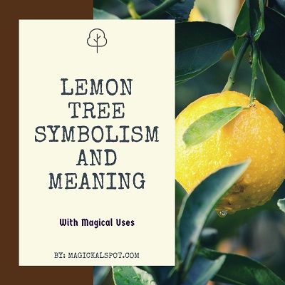 How To Draw A Lemon Tree, Lemon Spiritual Meaning, Lemon Tree Flower Tattoo, Lemon Tattoo Meaning, Quotes About Lemons, Lemon Sayings Quotes, Lemon Symbolism, Lemon Tree Tattoo Minimalist, Lemon Flower Tattoo