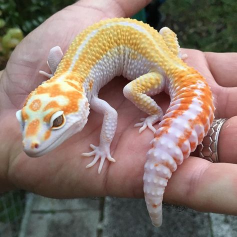 Geko Lizard Aesthetic, Yellow Lizard, Albino Leopard Gecko, Leopard Gecko Aesthetic, Geko Lizard, Gecko Aesthetic, Leopard Geckos, Lizards, Tangerine Leopard Gecko