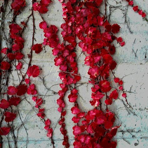 Red vine on a white brick wall Hoco Inspo, White Brick Wall, Red Vines, Dumpster Fire, Vine Leaves, Small White Flowers, Red Leaves, White Brick, Brick Wall