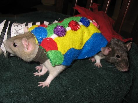 Rat In Clown Costume, Rat Clown, Clown Animals, Clown Astethic Clothes, Crochet Clown Rat, 2016 Clowns, Clown Meme, Clown Clothes, Clowns Funny