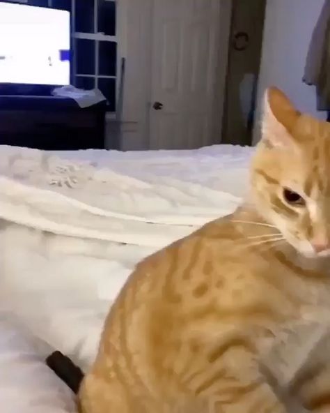 𝘝𝘳𝘺 𝘴𝘦𝘤𝘬𝘴𝘺 𝘤𝘢𝘵𝘴 on Instagram: “That cat woke up and chose violence 👽🐈 lmaoo” Woke Up And Chose, Cool Cat Toys, Pop Cat, Best Cat Gifs, Cute Cat Memes, Cat Crazy, Pet Videos, Cats Videos, Munchkin Cat