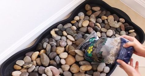 Lady fills plastic tray with rocks for one simple, functional reason Ideas For Displaying Rocks, How To Display Rocks, Rock Collection Storage, Rock Collection Display, Water Bottle Flowers, Bottle Flowers, Cars Theme Birthday Party, Diy Tray, Plastic Tray