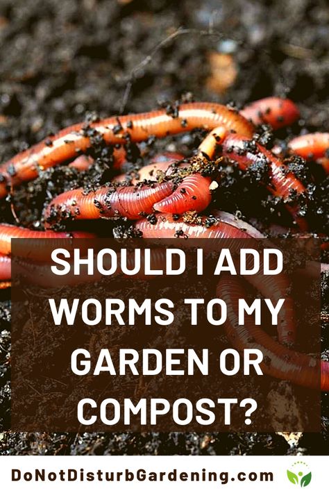 Zone 8a Gardening, Alaska Garden, Vermicomposting Worm Farm, Easy Composting, Worm Farm Diy, Red Wiggler Worms, Soil Fertilizer, Worm Farming, Raised Planters