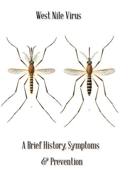 With warming weather comes mosquitoes, and with mosquitoes come disease like West Nile Virus. Are you stocked up on bug repellent? https://insanitek.net/west-nile-virus-a-brief-history-symptoms-and-prevention/ West Nile Virus, Bug Repellent, Repellent, Disease, History