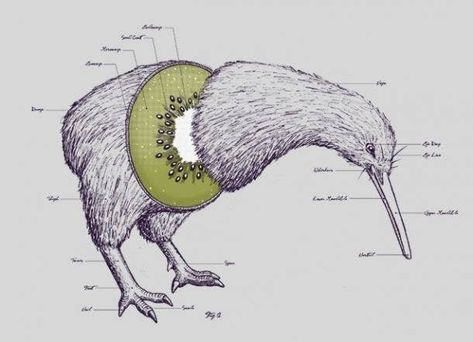 As their name suggests, kiwi birds look like walking kiwi fruits! Ako Kresliť, Kiwi Bird, 웃긴 사진, Art Et Illustration, Arte Animal, Art And Illustration, Anatomy Art, Pics Art, Kiwi