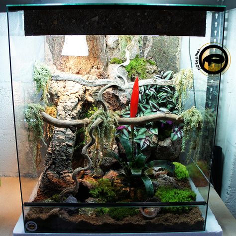 Emerald Tree Boa Enclosure, Amazon Tree Boa Enclosure, Boa Enclosure, Monitor Enclosure, Emerald Tree Boa, Snake Cages, Gargoyle Gecko, Gecko Terrarium, Dragon Horse