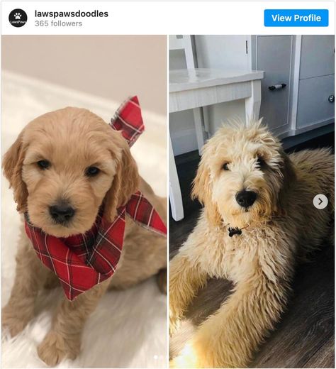 Goldendoodle Puppy Coat Transition: What You Should Know - Doodle Doods Straight Hair Goldendoodle Haircut, Puppy Cut Goldendoodle, Goldendoodle Puppy Haircut, Doodle Puppy Cut, Labradoodle Grooming, Goldendoodle Haircuts, Golden Doodle Puppy, Red Goldendoodle, Goldendoodle Grooming