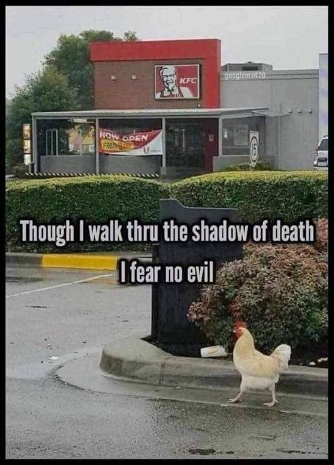 Brave | Kentucky Fried Chicken (KFC) | Know Your Meme Laughing Funny, 9gag Funny, Christian Jokes, Christian Memes, Funny Animal Jokes, Funny Animal Memes, Animal Jokes, Just Funny, Made Me Laugh