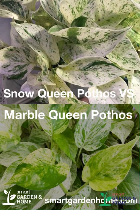 Queen Marble Pothos, Marble Queen Vs Snow Queen Pothos, Pothos Marble Queen, Snow Queen Plant, Pothos Types, Snow Queen Pothos, Pothos Varieties, Beautiful Houseplants, Snow Tattoo