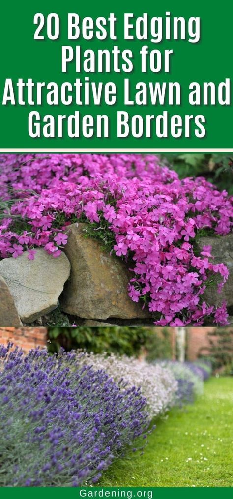 20 Best Edging Plants for Attractive Lawn and Garden Borders Landscaping Ideas Along Fence, Fence Backyard Landscaping, Garden Ideas Along Fence Line, Garden Boarders Ideas, Boarder Plants, Perennial Border Plants, Privacy Shrubs, Garden Border Plants, Fence Backyard