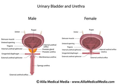 Anatomy Kidney, Genitourinary System, The Urinary System, Study Tips For College, Urinary Bladder, Medical Biology, Medical Ultrasound, To Be A Doctor, Urinary System