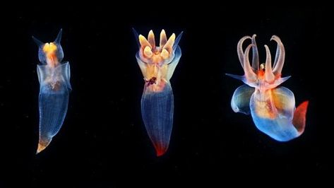 Sea angel - Alchetron, The Free Social Encyclopedia Cool Sea Creatures, Sea Angel, Deep Sea Creatures, Beautiful Sea Creatures, Sea Slug, Underwater Creatures, Pretty Animals, Marine Animals, Ocean Creatures